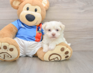 5 week old Havanese Puppy For Sale - Florida Fur Babies