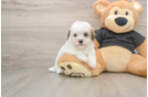 Best Havanese Baby