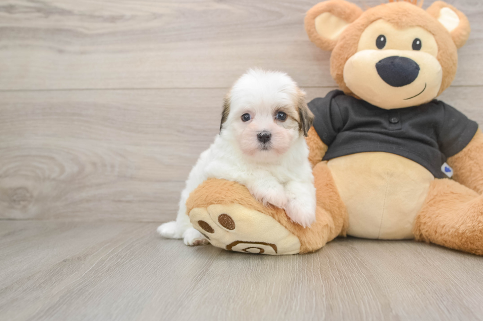Best Havanese Baby