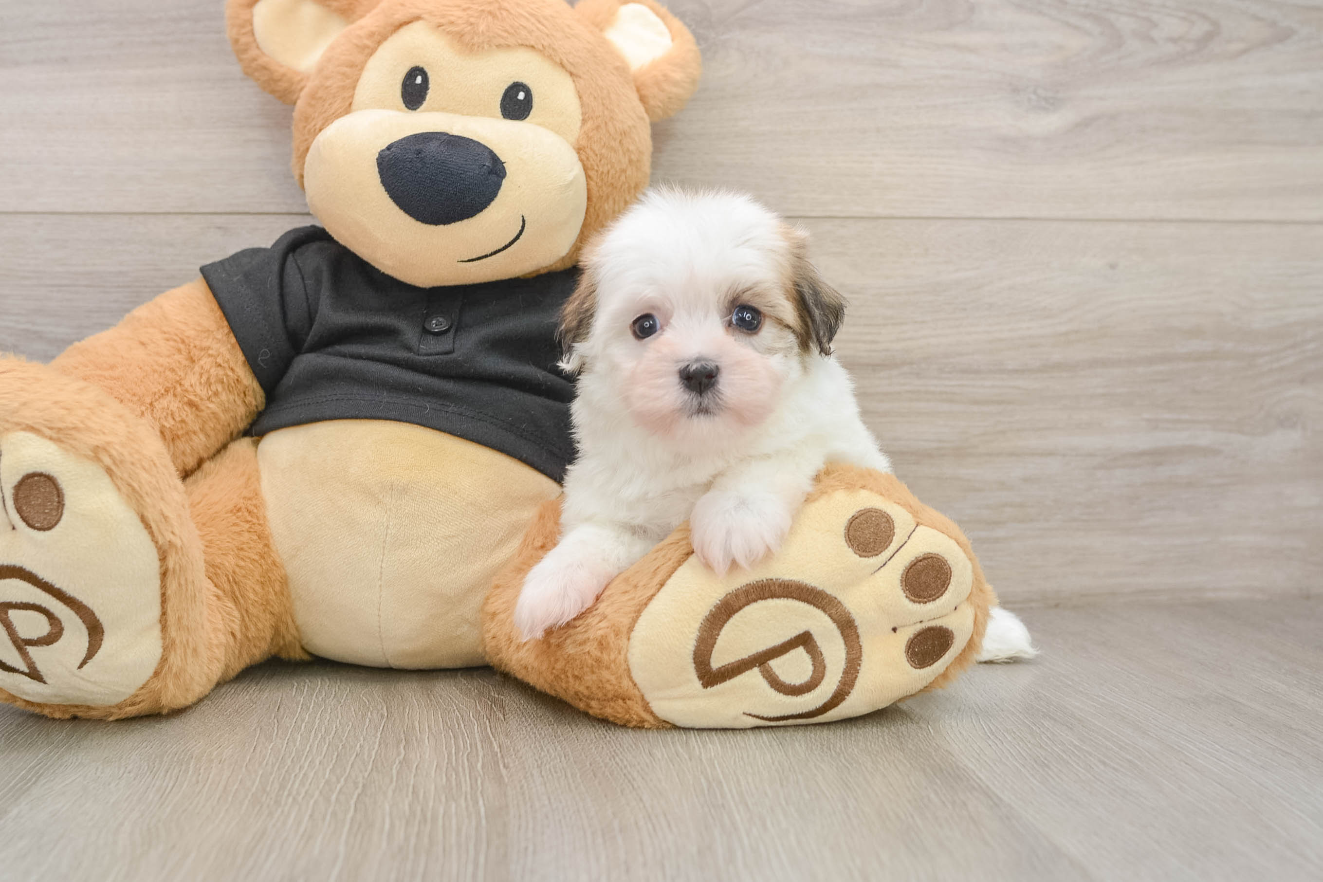 Best Havanese Baby