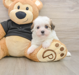9 week old Havanese Puppy For Sale - Florida Fur Babies