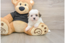 Best Havanese Baby