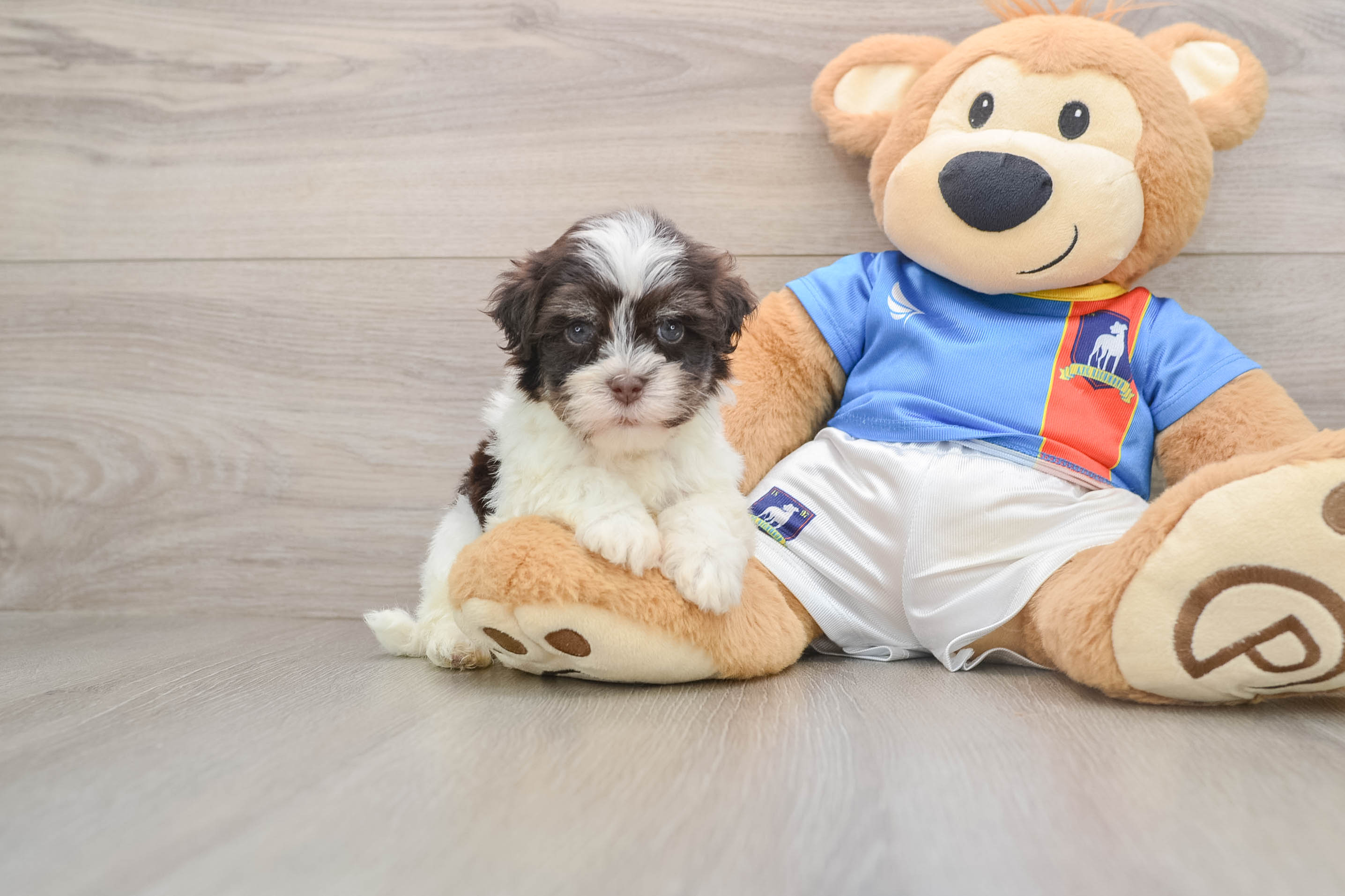Hypoallergenic Havanese Purebred Pup