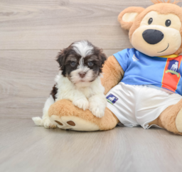 6 week old Havanese Puppy For Sale - Florida Fur Babies