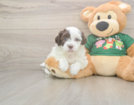 5 week old Havanese Puppy For Sale - Florida Fur Babies