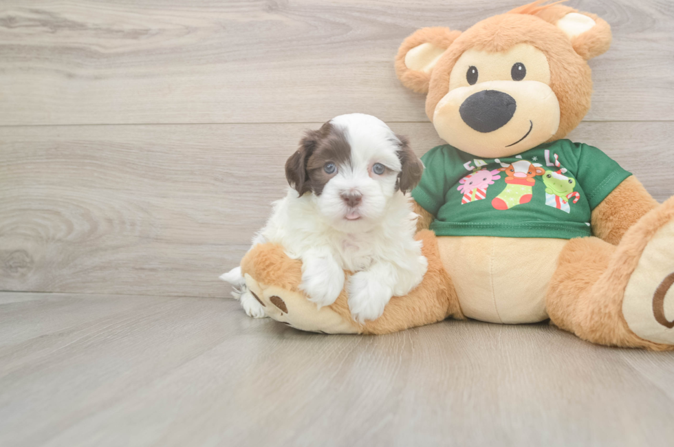 5 week old Havanese Puppy For Sale - Florida Fur Babies