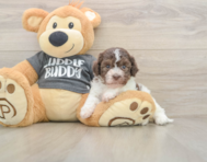 5 week old Havanese Puppy For Sale - Florida Fur Babies