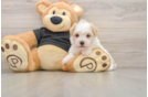 Friendly Havanese Baby