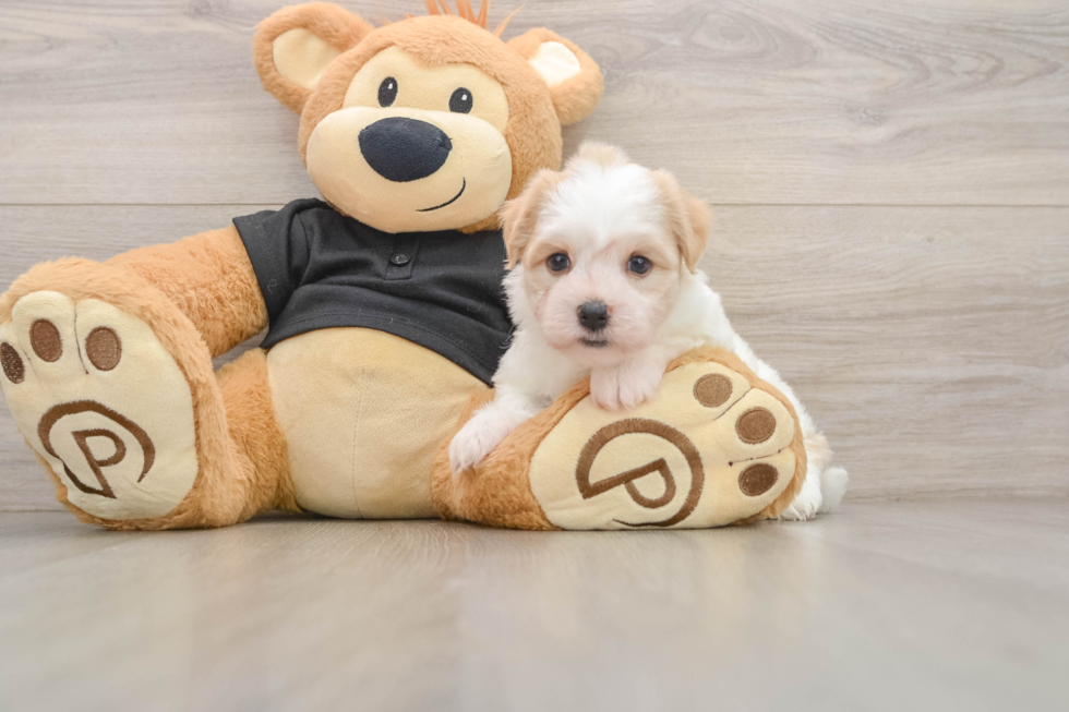 Friendly Havanese Baby