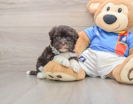 13 week old Havanese Puppy For Sale - Florida Fur Babies