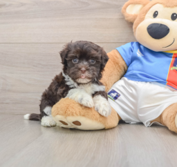 12 week old Havanese Puppy For Sale - Florida Fur Babies