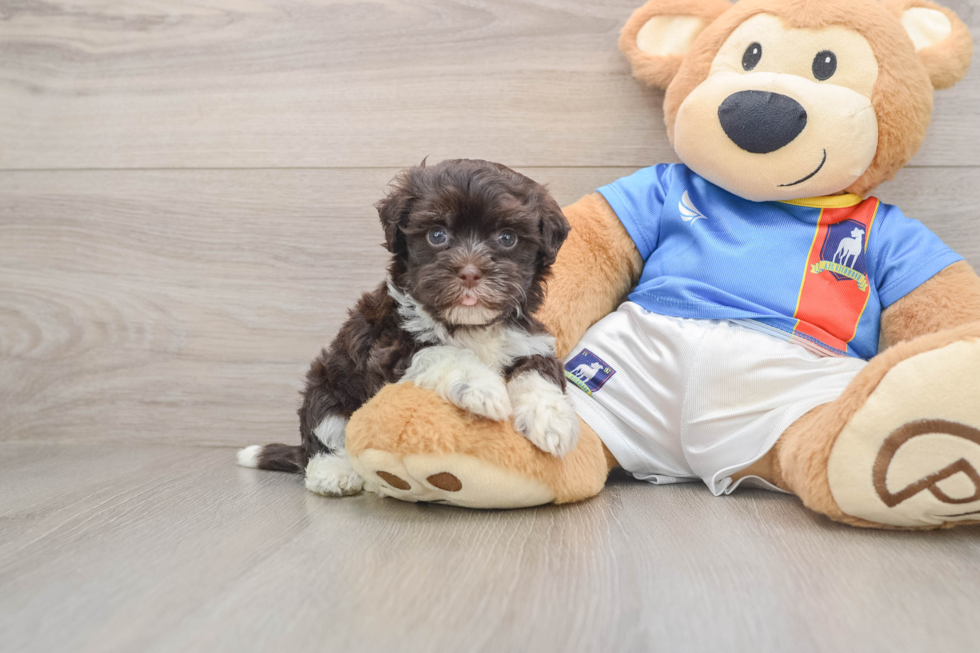 Havanese Puppy for Adoption