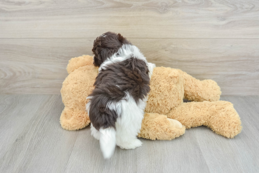 Havanese Pup Being Cute