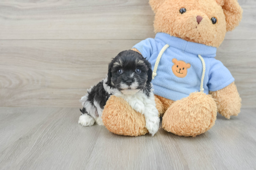 Adorable Bichon Habanero Purebred Puppy