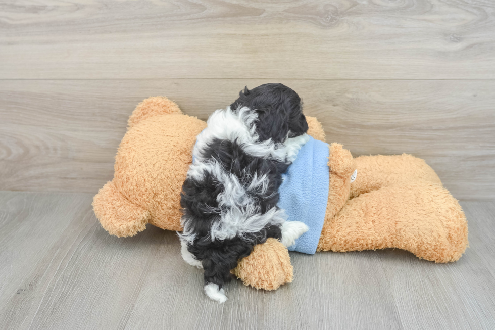 Best Havanese Baby