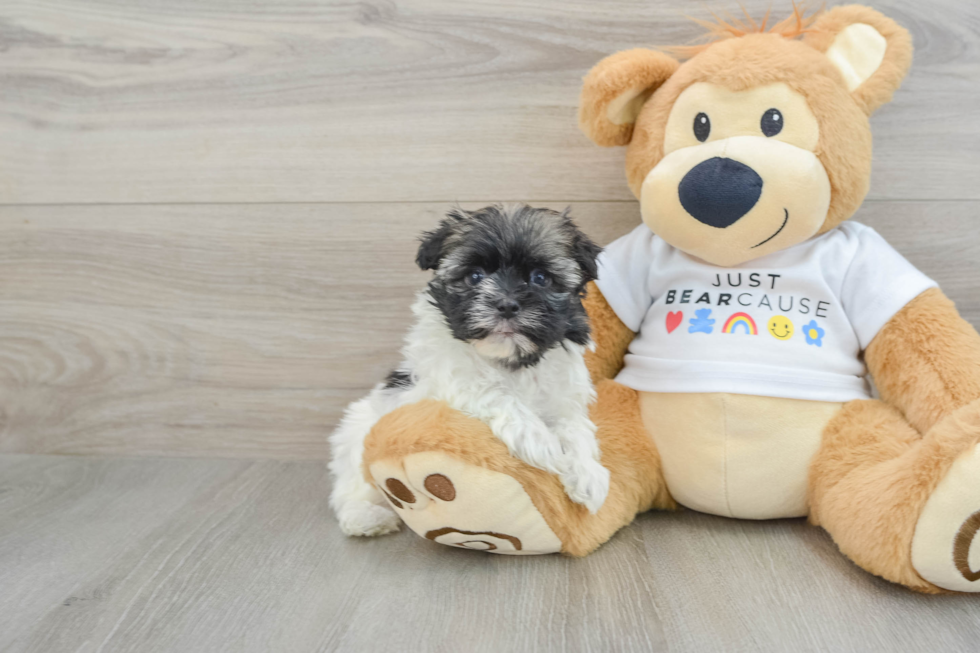 Funny Havanese Baby