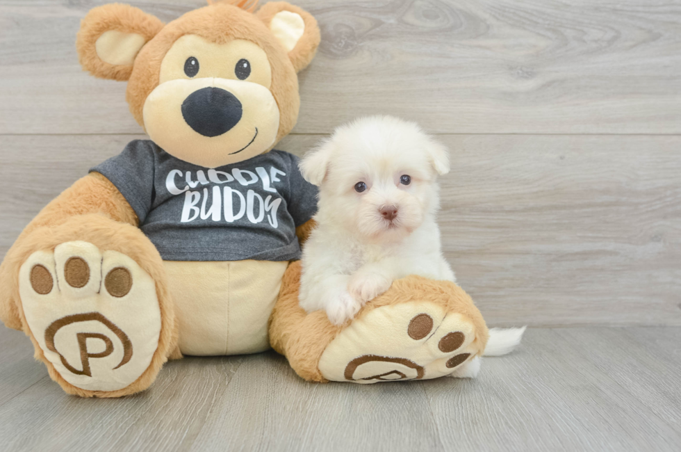 6 week old Havanese Puppy For Sale - Florida Fur Babies