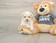 5 week old Havanese Puppy For Sale - Florida Fur Babies