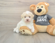 5 week old Havanese Puppy For Sale - Florida Fur Babies