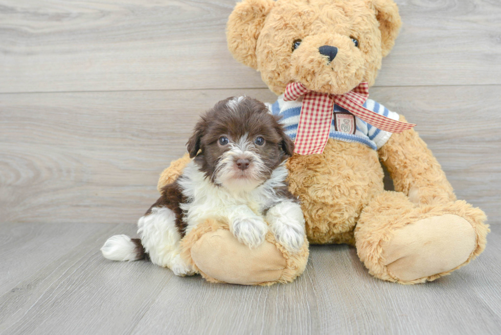 Cute Havanese Purebred Puppy