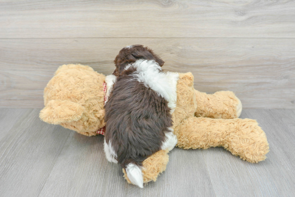 Havanese Pup Being Cute