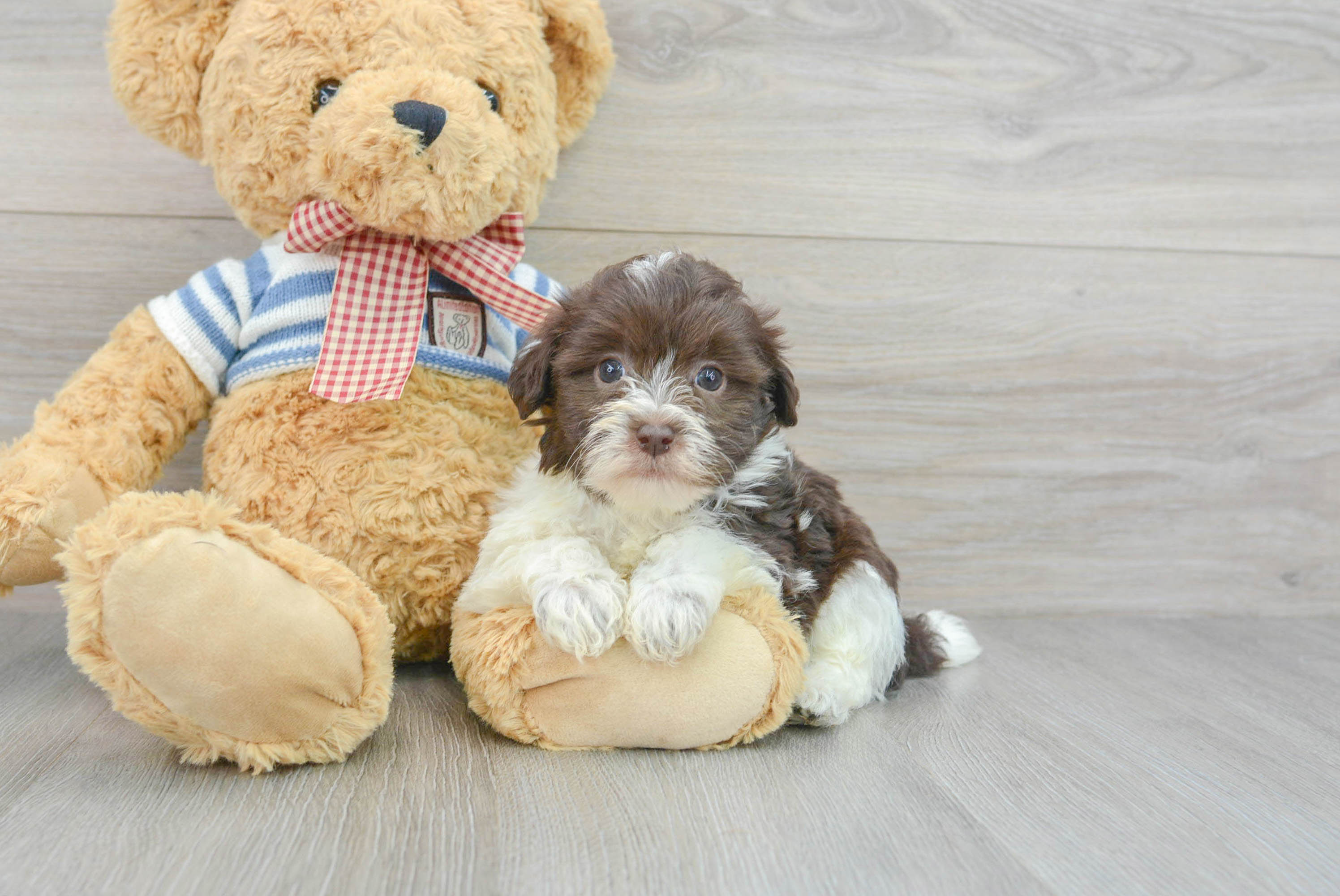 Chocolate havanese with outlet blue eyes for sale