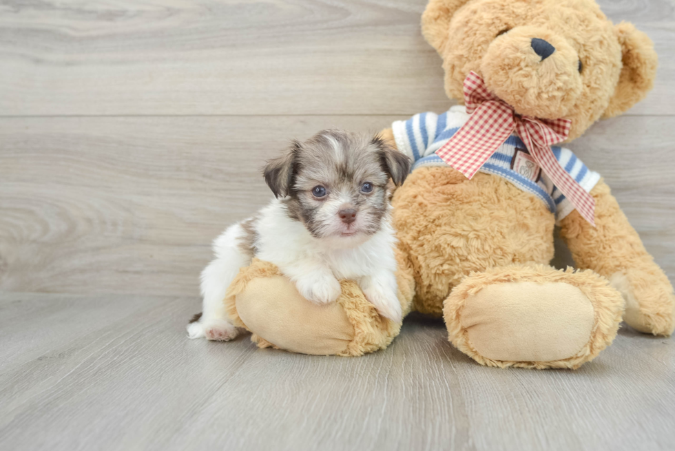 Best Havanese Baby