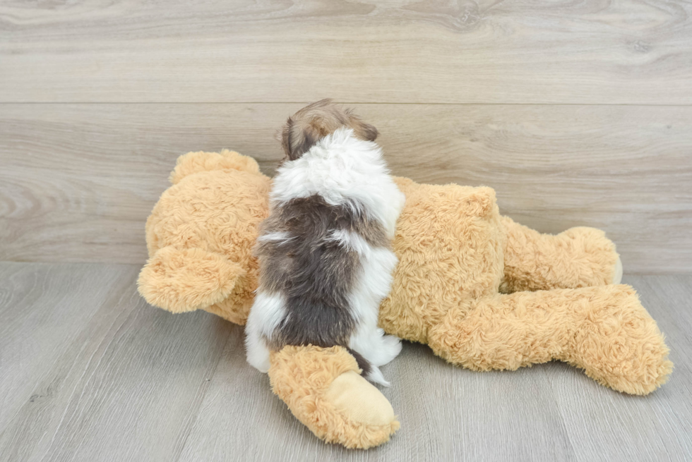 Havanese Pup Being Cute