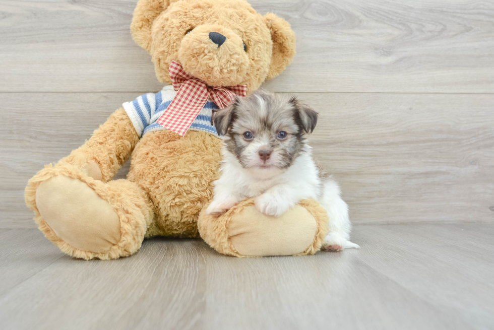 Hypoallergenic Havanese Purebred Pup