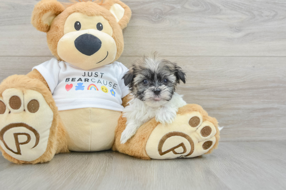 6 week old Havanese Puppy For Sale - Florida Fur Babies