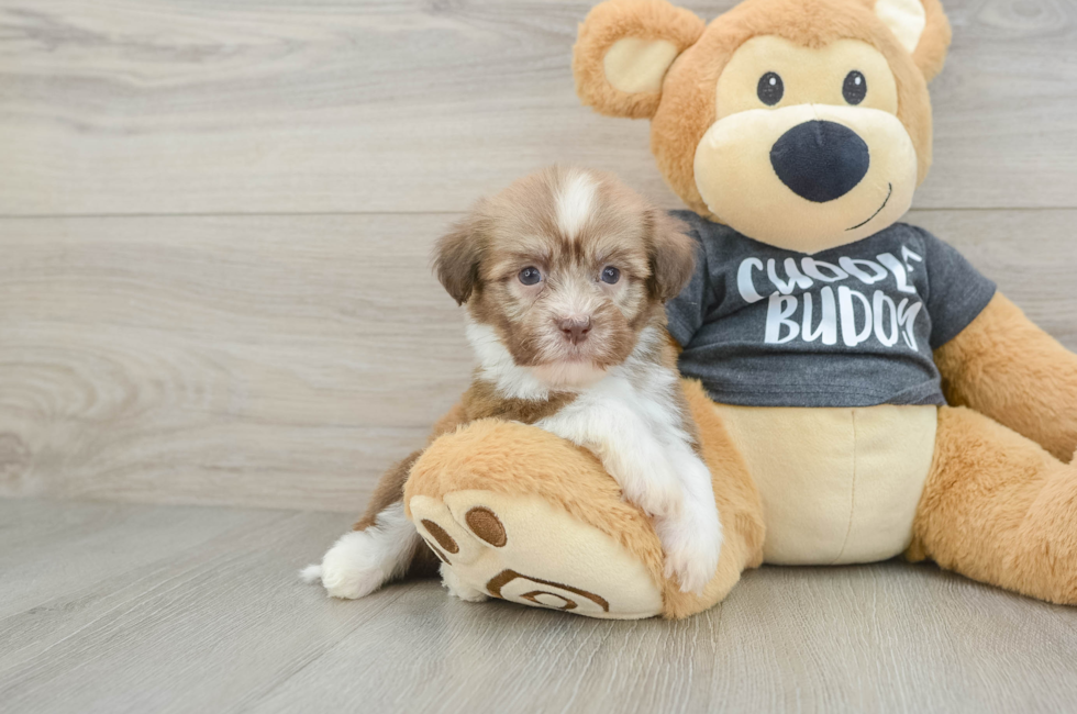6 week old Havanese Puppy For Sale - Florida Fur Babies