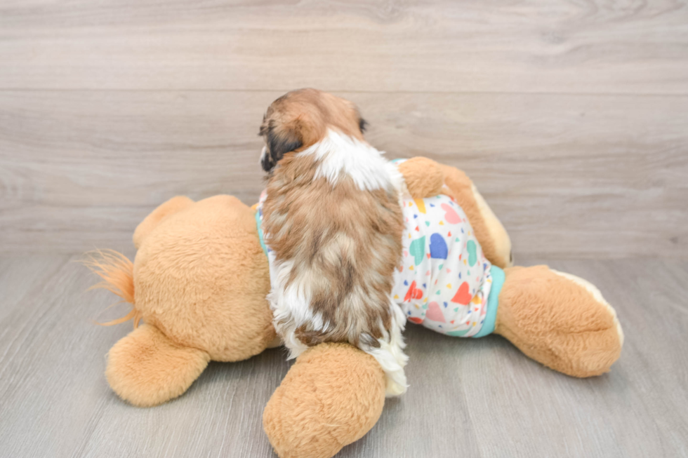 Havanese Pup Being Cute