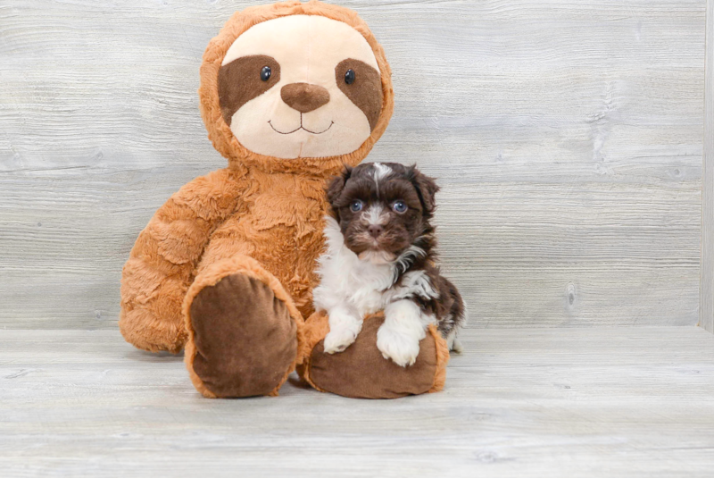 Meet Chewy - our Havanese Puppy Photo 2/4 - Florida Fur Babies