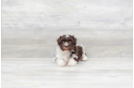 Meet Chewy - our Havanese Puppy Photo 3/4 - Florida Fur Babies