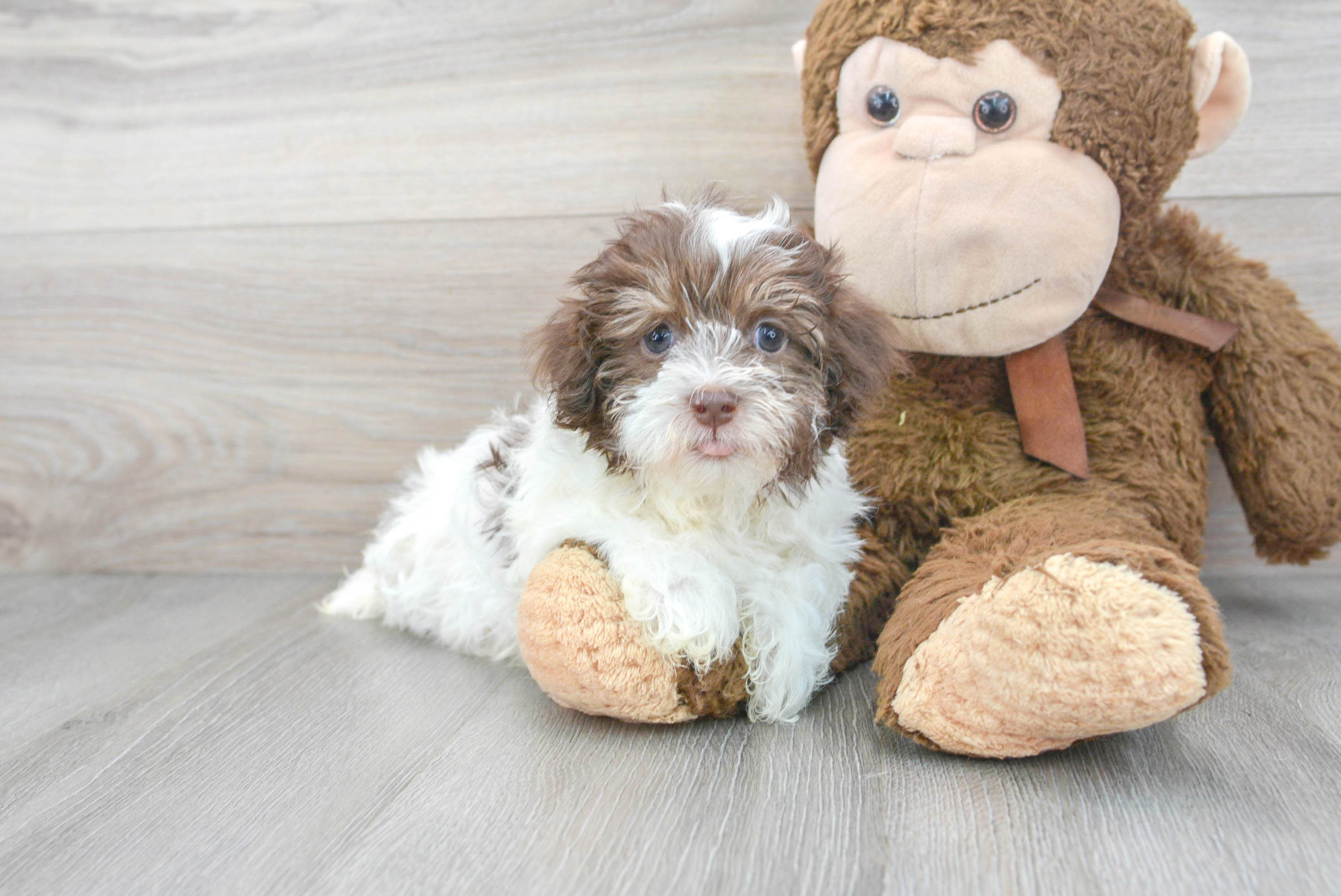 Havanese Puppy for Adoption