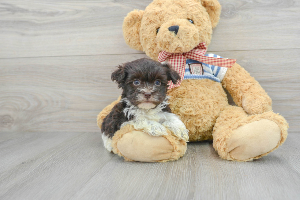 Havanese Pup Being Cute