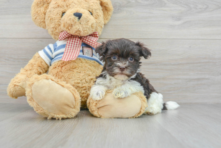 Havanese Pup Being Cute
