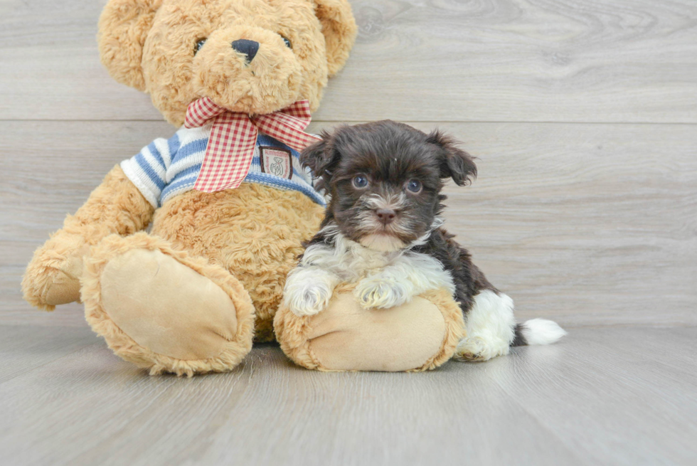 Havanese Pup Being Cute