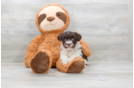 Meet Condado - our Havanese Puppy Photo 1/4 - Florida Fur Babies