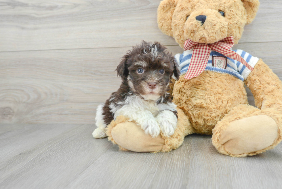 Havanese Pup Being Cute