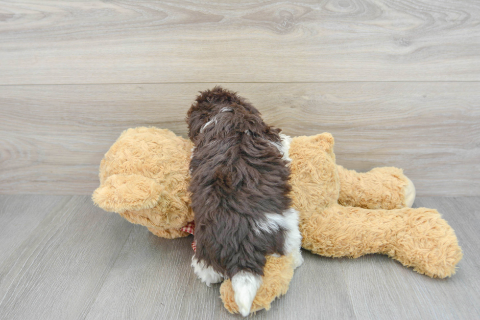 Little Havanese Purebred Pup