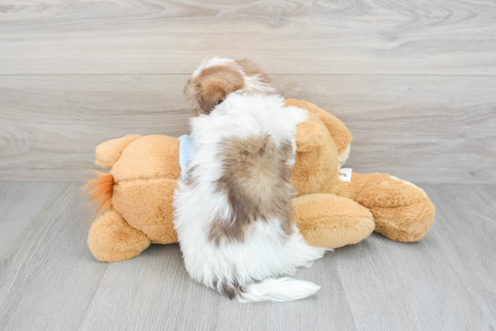 Havanese Puppy for Adoption