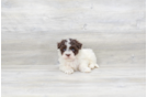 Meet Cuba - our Havanese Puppy Photo 3/4 - Florida Fur Babies