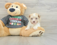 5 week old Havanese Puppy For Sale - Florida Fur Babies