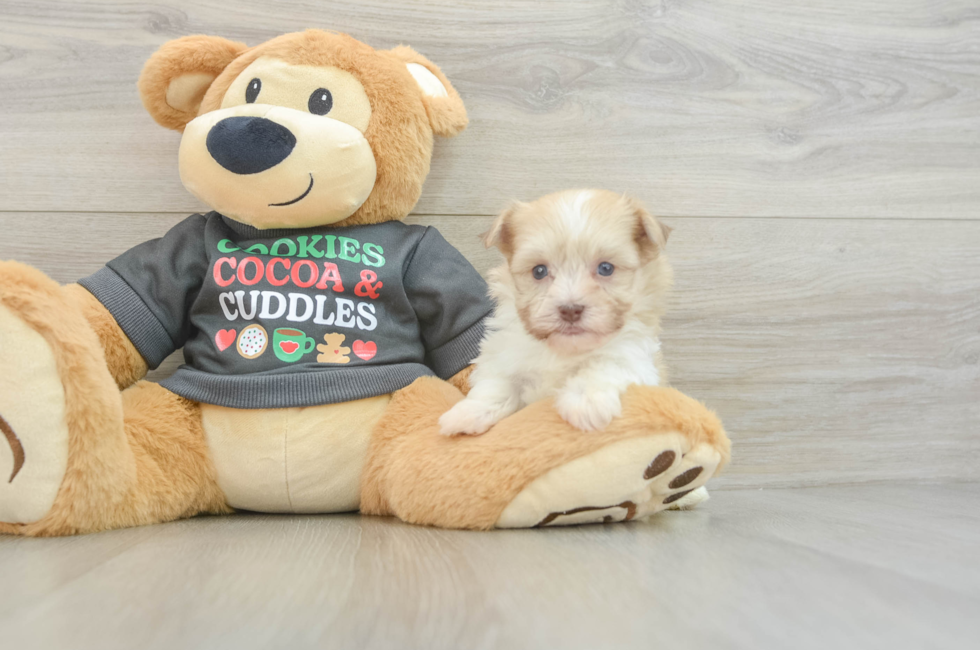 5 week old Havanese Puppy For Sale - Florida Fur Babies