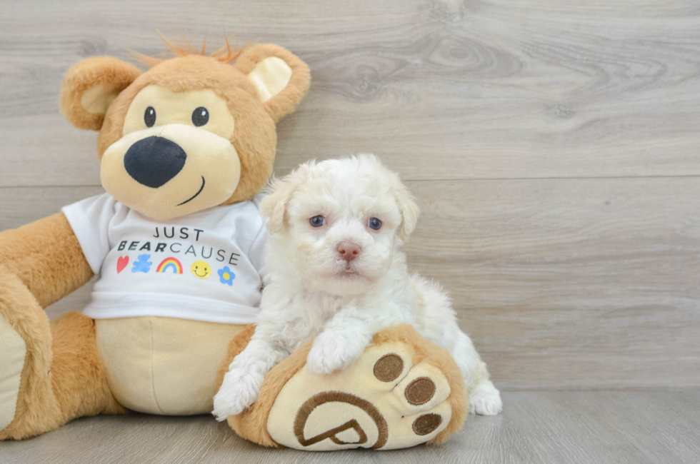 6 week old Havanese Puppy For Sale - Florida Fur Babies