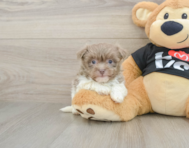 5 week old Havanese Puppy For Sale - Florida Fur Babies