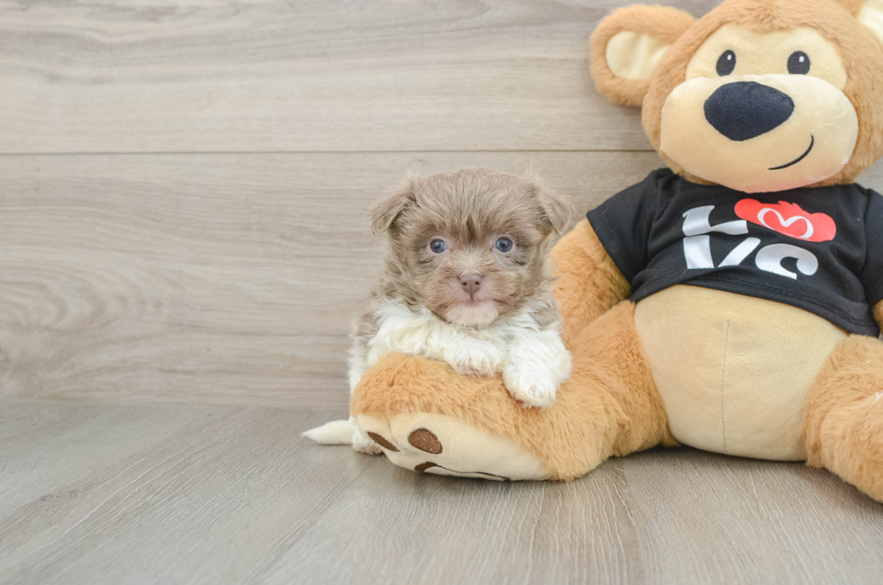 5 week old Havanese Puppy For Sale - Florida Fur Babies