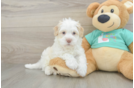 Havanese Pup Being Cute
