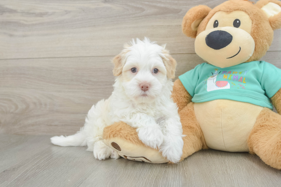 Havanese Pup Being Cute